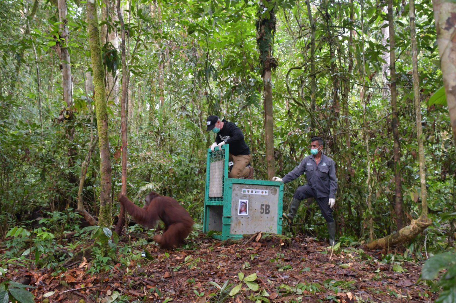 Lima Orangutan Hasil Rehabilitasi Kembali Dilepasliarkan ke Habitat Alami